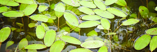 Large Leaf Pondweed